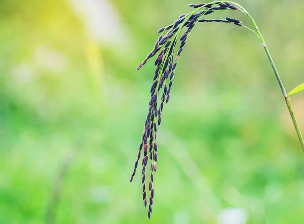 Ris Bär Paddy Med Solsken Risfält — Stockfoto