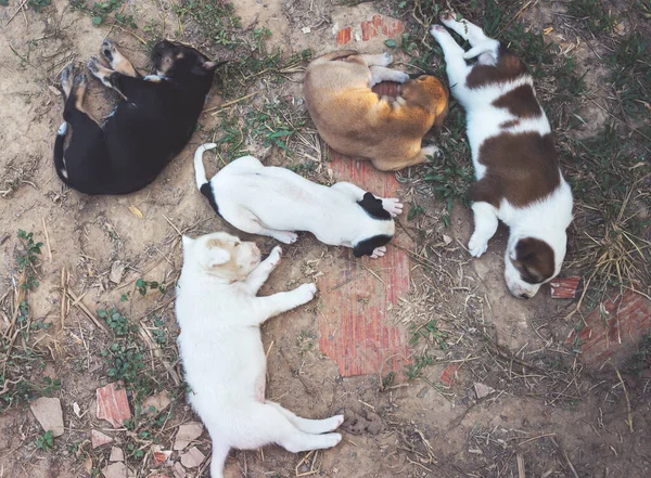 Cute Puppies Dog Lying Ground — Stock Photo, Image