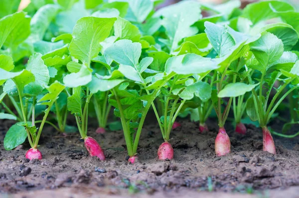 Rábano Rojo Suelo Fondo Jardinería Con Plantas Rábano — Foto de Stock