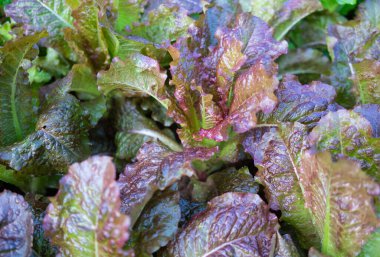 Bahçede kırmızı marul yetişiyor..