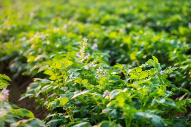 Tarlada çiçek açan patates çiçekleri..