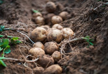 Tarlada taze organik patatesler, topraktan patates hasadı..