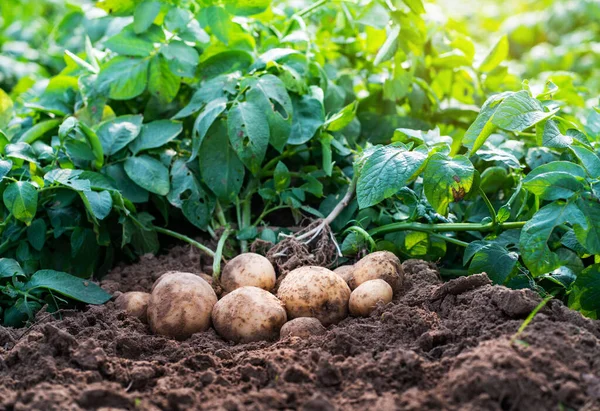 田里新鲜的有机土豆 从土壤中收获土豆 — 图库照片