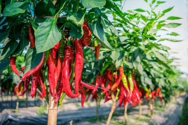 Poivron Rouge Sur Branche Dans Jardin — Photo