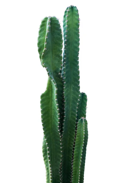 Cactus Isolated White Background Clipping Path — Stock Photo, Image