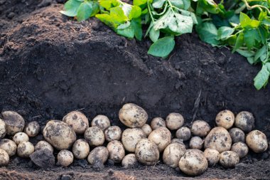 Tarlada taze organik patatesler, topraktan patates hasadı.