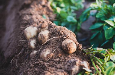 Tarlada taze organik patatesler, topraktan patates hasadı.