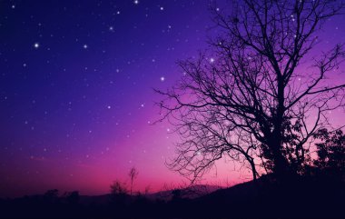 Mor gece gökyüzü ve ağaçlı yıldızlar.