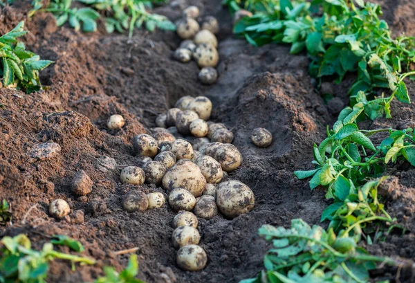 Verse Biologische Aardappelen Het Veld Die Aardappelen Uit Bodem Oogsten — Stockfoto