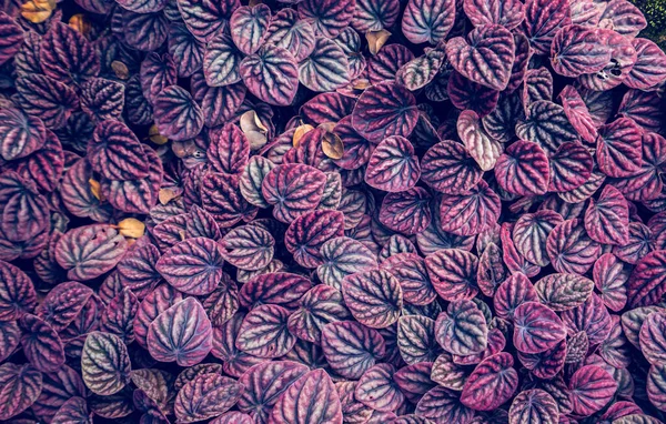 紫とピンクの葉の質感と背景 — ストック写真
