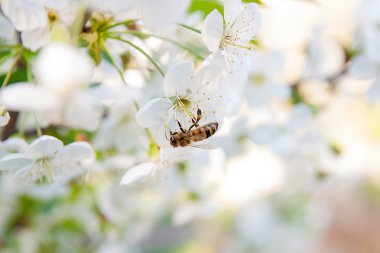 Arı nektar ve polen çiçek açması bir kiraz ağacı branc üzerinde toplar