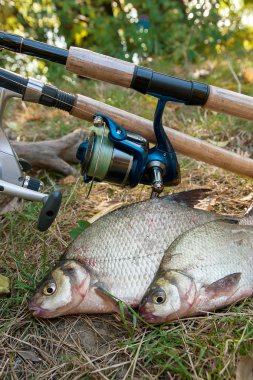 Doğal zemin üzerine birkaç ortak çipura balık. Fr yakalamak