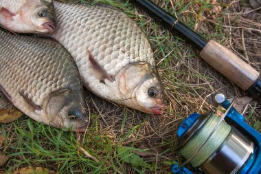 Çeşitli havuz balık veya carassius yeşil çimenlerin üzerinde. Taze yakalamak