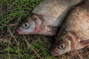 Yeşil çimenlerin üzerinde iki ortak çipura balık görünümü kapatın. Alıcı 