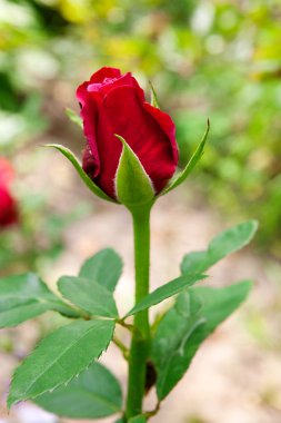 Bahçede kırmızı gül