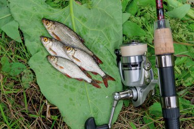 Doğal zemin üzerine birkaç ortak rudd balık. Freshwa yakalamak