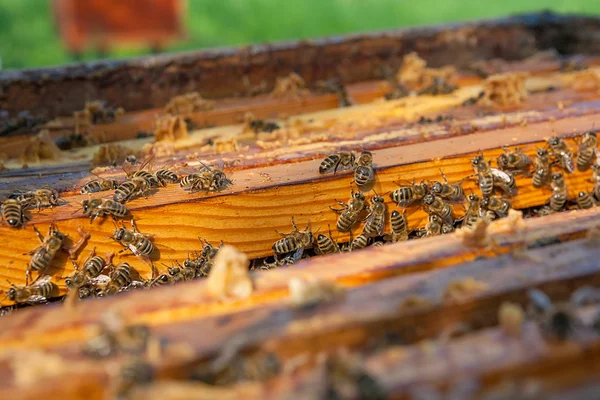 Vista da vicino delle api che sciamano su un favo . — Foto Stock