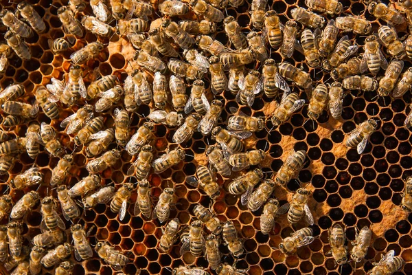 Abeilles occupées à l'intérieur de la ruche avec des cellules scellées pour leurs jeunes . — Photo