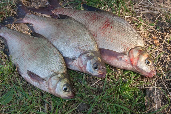 Три поширені риби на зеленій траві. Ловля прісноводних риб — стокове фото