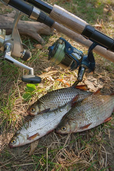 Plusieurs poissons gardons communs sur l'herbe verte. Prise d'eau douce fi — Photo