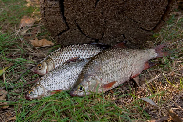 Tres peces comunes de cucaracha en la hierba verde. Captura de peces de agua dulce — Foto de Stock