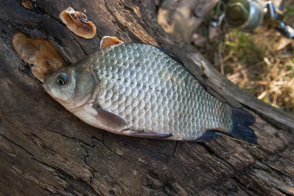 Un pez cruciano o Carassius en el tronco de un árbol viejo. Capturar fresco —  Fotos de Stock