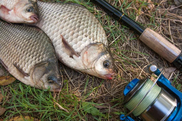 Çeşitli havuz balık veya carassius yeşil çimenlerin üzerinde. Taze yakalamak