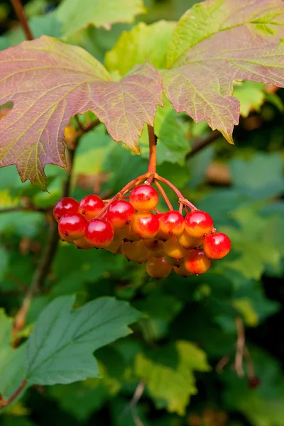 가까이의 Guelder 장미 나가 막 살 나무속의 붉은 열매의 움 큼 — 스톡 사진