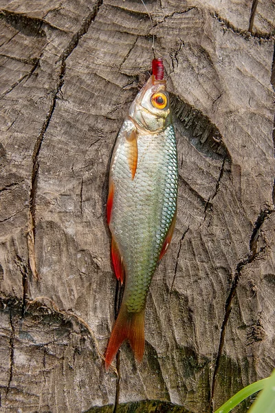 Single common rudd fish on natural background. — Stock Photo, Image