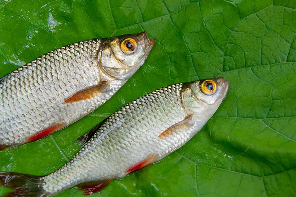 Vista de cerca de dos peces rubios comunes sobre fondo natural . — Foto de Stock