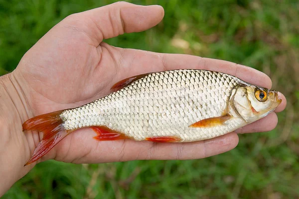 손에 하나의 큰 일반적인 러드 물고기. — 스톡 사진