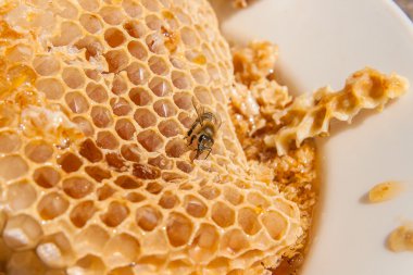 Tatlı tatlım ile petek üzerinde çalışma arı görünümü kadar kapatın