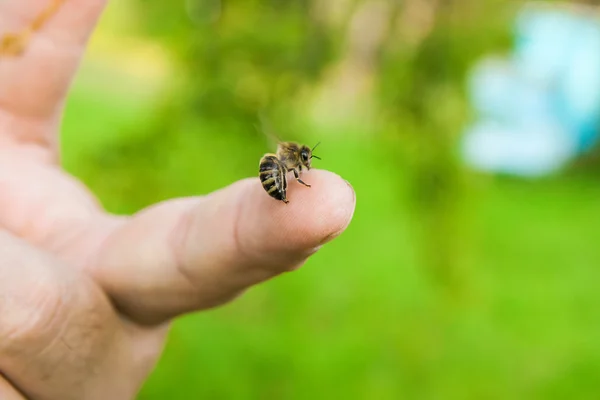 Biene sticht in den menschlichen Finger der Hand. — Stockfoto