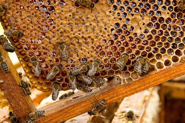 Vista das abelhas trabalhando no favo de mel com mel doce . — Fotografia de Stock