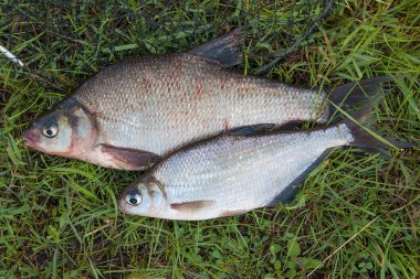 O birkaç ortak çipura balık ve gümüş çipura veya beyaz çipura balık