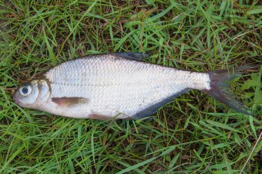 Bir ortak çipura balık ve gümüş çipura veya gr beyaz çipura balık