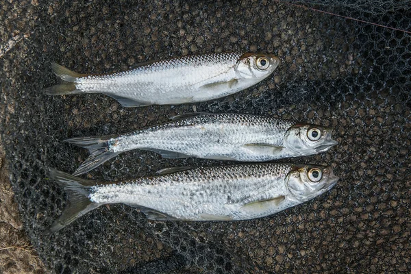 Birkaç ablet veya kasvetli balık, doğal roach ve çipura balık — Stok fotoğraf