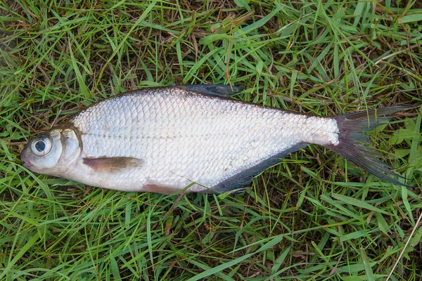 Un poisson de brème commune et de la brème d'argent ou de la brème blanche sur gr — Photo