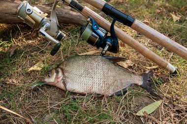 Doğal zemin üzerine birkaç ortak çipura balık. Fr yakalamak