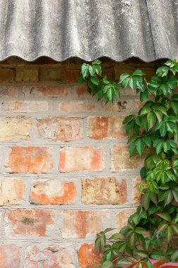 Bahçe yabani üzüm ile sonbahar yaprakları bir tuğla duvara.
