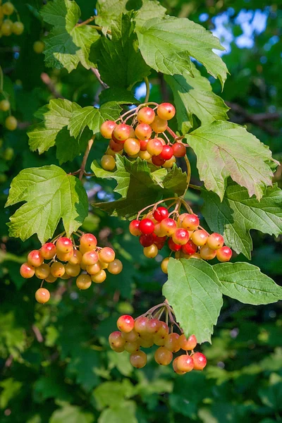 Feche de ramos de bagas vermelhas de Guelder aumentou ou Viburnum — Fotografia de Stock
