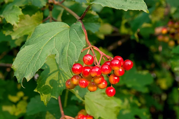 가까이의 Guelder 장미 나가 막 살 나무속의 붉은 열매의 움 큼 — 스톡 사진