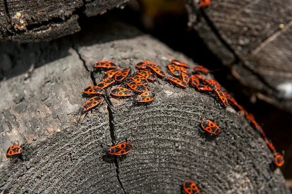 Czarny i czerwony Firebug lub Kowal bezskrzydły, na stare drzewo trun — Zdjęcie stockowe