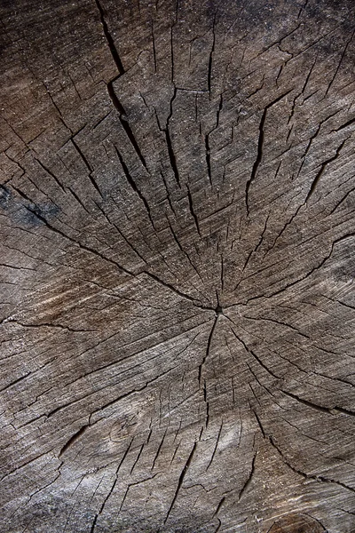 Texture bois du tronc d'arbre coupé. Mousse et champignon poussant sur le th — Photo