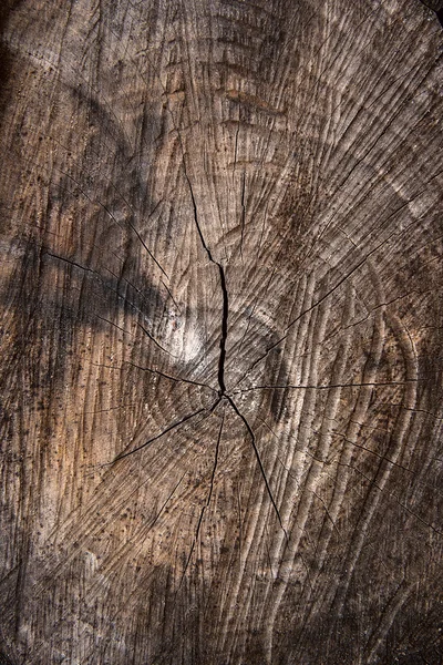 Vágott fa törzse fa textúra. Moss és a gombák egyre nagyobb a th — Stock Fotó