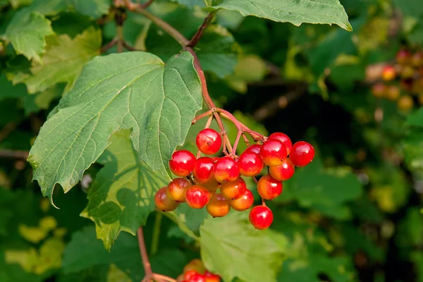Close up of bunches of red berries of a Guelder rose or Viburnum Stock Photo