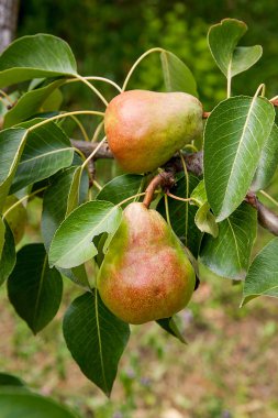 Bir ağaç dalı meyve asılı parlak lezzetli armut.