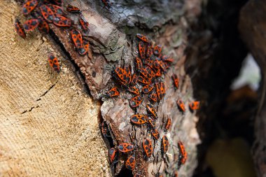 Siyah ve kırmızı Firebug'ı veya Pyrrhocoris apterus, eski bir ağaç trun üzerinde