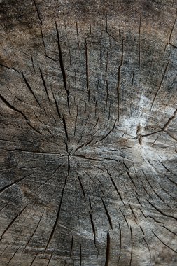 Ahşap dokusu kesilerek ağaç gövdesi. Yosun ve th üzerinde büyüyen mantar