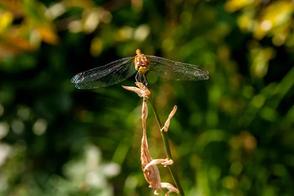 坐在一个分支上的绿草的背景上的蜻蜓 — 图库照片